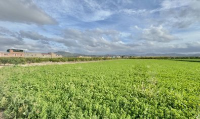 Reventa - Finca -
Orihuela