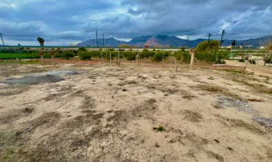 Reventa - Finca -
Orihuela