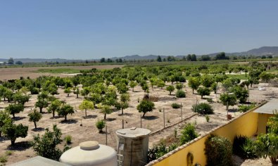 Bestaande bouw - Finca -
Orihuela