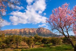 Agente inmobiliario Costa Blanca norte